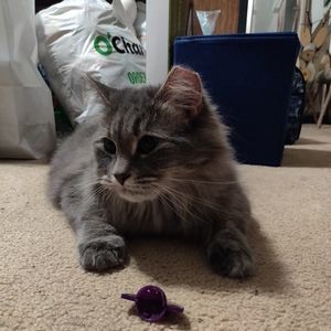 Meet your Posher, Heather